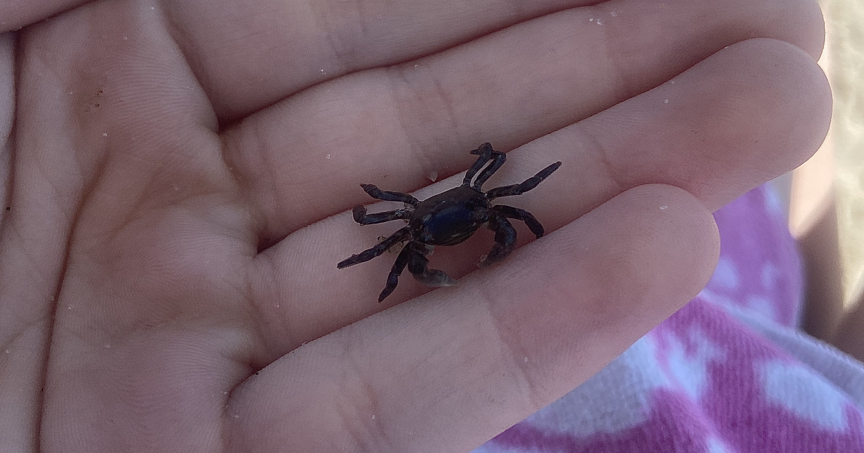 baby crab